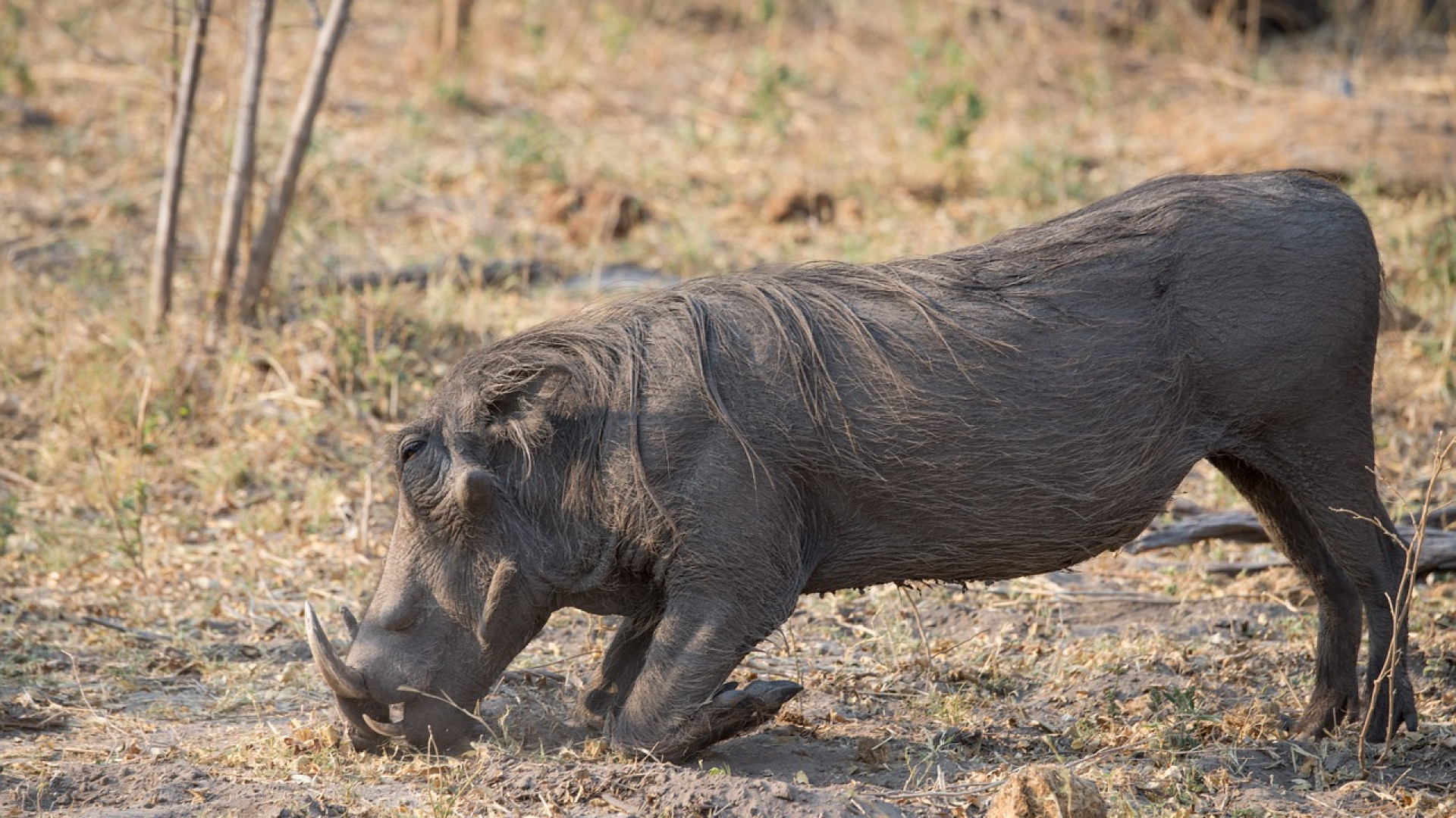 Protéger efficacement vos cultures contre les animaux !