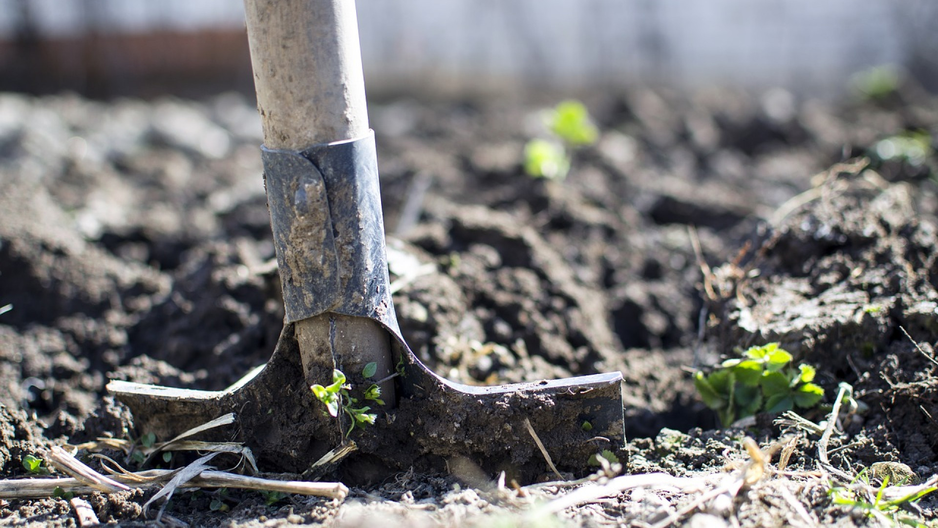 Potager : 5 astuces pour un désherbage écologique