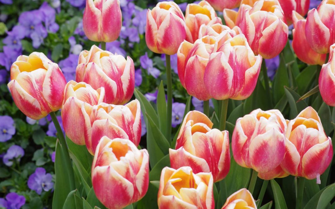 Les tulipes, la magie dans le jardin