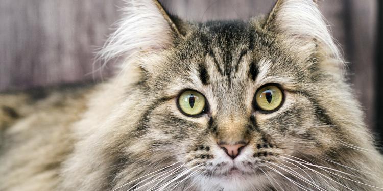Race de chat Maine Coon : tout ce que vous devez savoir