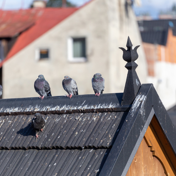 Trouver des solutions anti-oiseau pour la maison