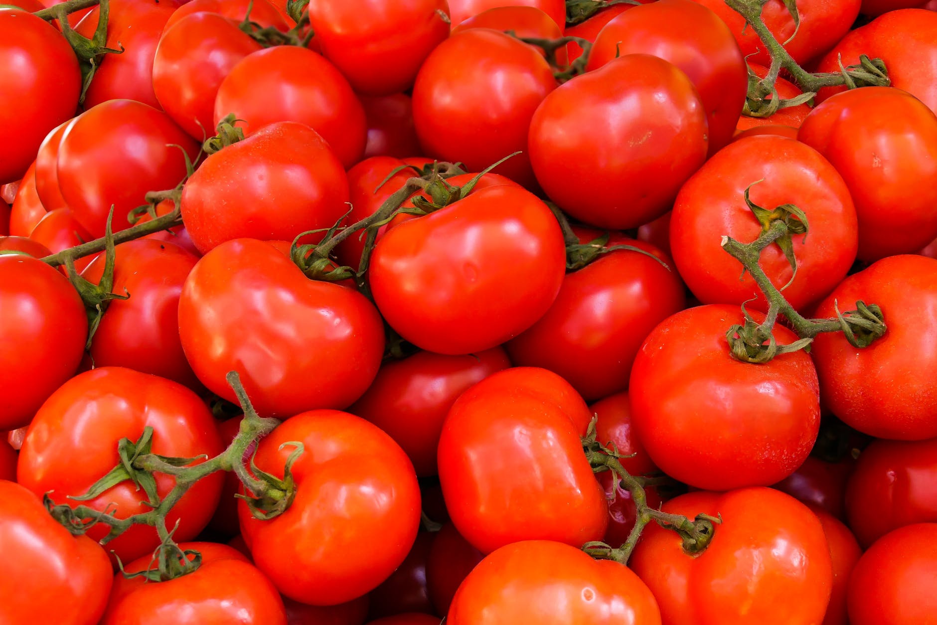 Comment faire murir des tomates : quel type d&rsquo;engrais est plus nourrissant pour votre potager ?
