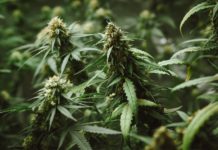 Les endroits les moins chers pour acheter des fleurs de CBD