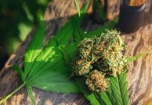 Quelles différences entre le CBD spectre large et le CBD spectre complet ?
