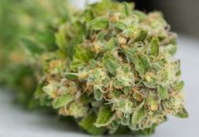 Quels sont les différents effets du CBD ?