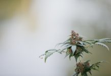 Quelles fleurs de CBD choisir ?