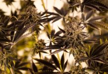 Qu'est-ce que la fleur de CBD, présentation, consommation, indications ?