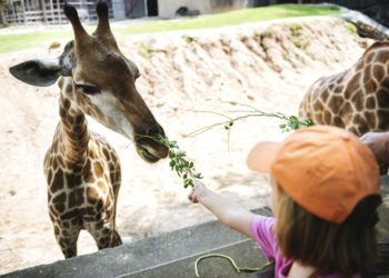 Combien de temps pour visiter le zoo de Beauval
